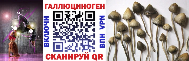 продажа наркотиков  Нюрба  Галлюциногенные грибы Psilocybine cubensis 